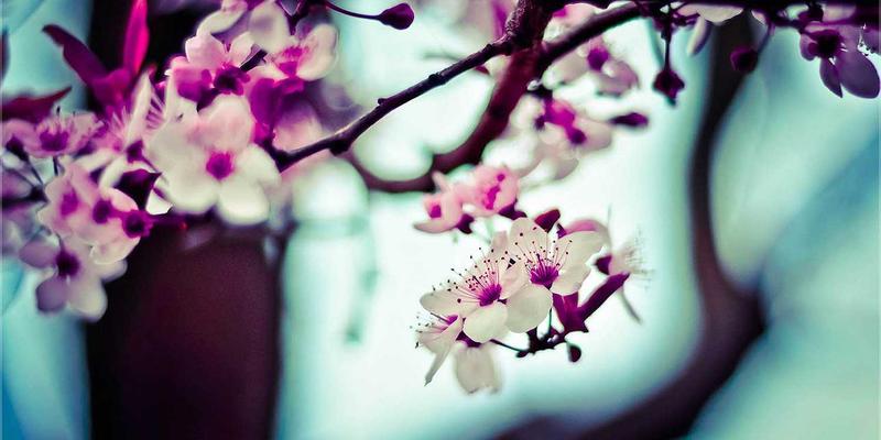 从Cosplay到手办收藏：探索动漫周边如何定义当代二次元文化