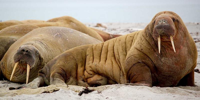 从入门到精通：Cosplay与二次元文化的全方位指南