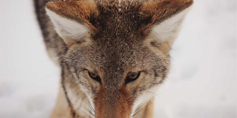 从手办摆放到Cosplay实战：动漫周边的多元使用指南与二次元文化融入