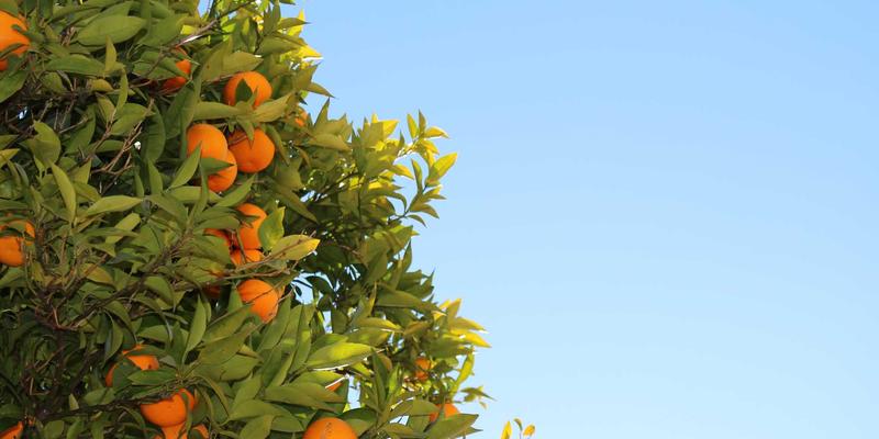 动漫周边全攻略:从模型收藏到资讯获取的深度指南