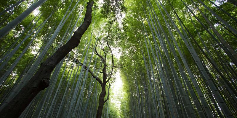 动漫资讯新纪元：从多漫123看二次元文化的破圈与融合