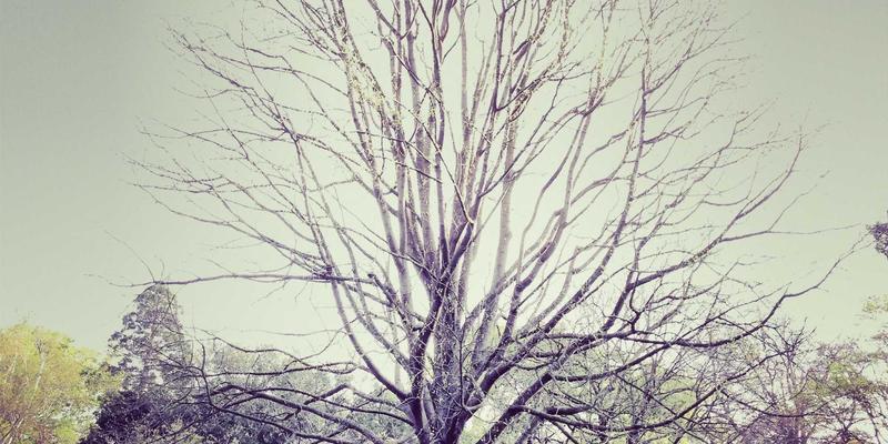 限量版动漫画集与设定集收藏：窥见二次元幕后世界的艺术价值与Cosplay灵感